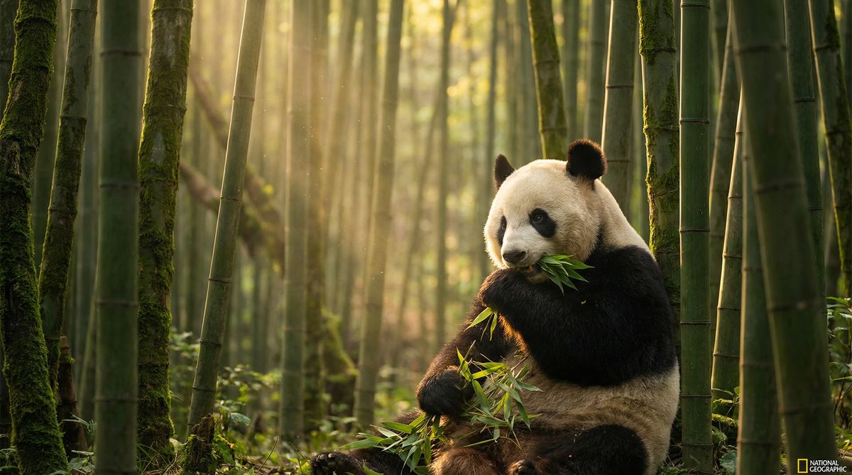 国产主播动物写真视频社区